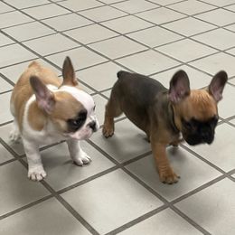 French Bulldogs from Bullyville Bullies