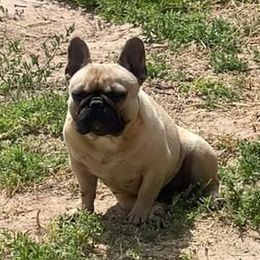 French Bulldogs from New Kingdom French Bulldogs