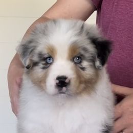 Girl 5 - Blue merle Australian Shepherd puppy in Jonesborough, Tennessee from Lotus Australian Shepherds
