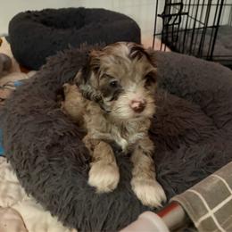 Saint - Merle male Cockapoo puppy in Lillington, North Carolina from Peace, Love, and Puppies at the Creek