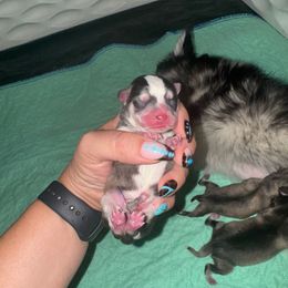 Theodore - Gray and white male Pomsky puppy in La Verne, California from Red Cedar Pomskies