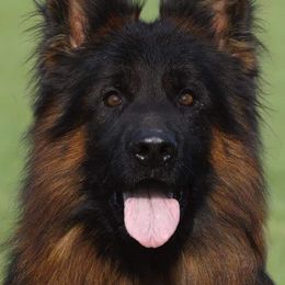 Yumen - German Shepherd