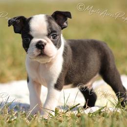 AKC 'Prince' - Black and white male Boston Terrier puppy in Lamar, Missouri from Marti Acres ~ Boston Terrier & Beagles