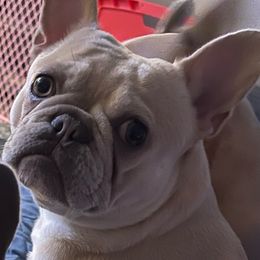 Chanel - French Bulldog
