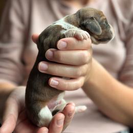 Male 7 - Mahogany and white male Basset Hound puppy in Lindley, New York from Hill Top Basset Hounds & Cane Corso