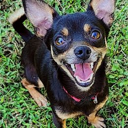 Chihuahuas and Dachshunds from Hope's pups