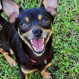 Chihuahuas and Dachshunds from Hope's pups