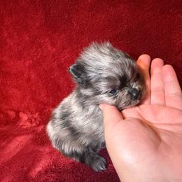 CeeCee - Blue merle female Pomeranian puppy in Tucson, Arizona from Pomutopia