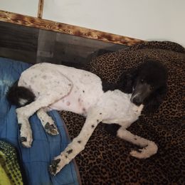 CLEO - Poodle