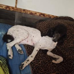  CLEO - Poodle