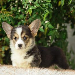 Hank - Black and tan male Pembroke Welsh Corgi puppy in Caliente, California from Rafter Cross 7