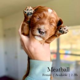 Meatball - Red  female Goldendoodle puppy in Comanche, Texas from Central Texas Doodles, LLC.