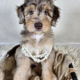 Aussiedoodle Puppies from The Cuddly Dood Ranch
