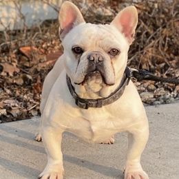French Bulldogs from 330 Ohio Kennel