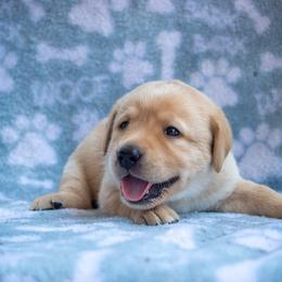 Doberman Pinscher and Labrador Retriever Puppies from Elevage Labrador Retrievers & Dalla Grazia Doberman
