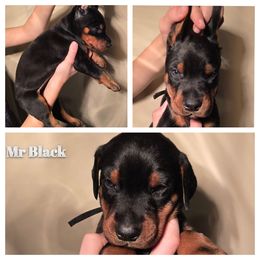 Male 1 - Black and rust male Doberman Pinscher puppy in Vernonia, Oregon from Living Hope Dobies and Doxies