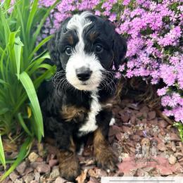 Gomez Addams - male Australian Mountain Doodle puppy in Corydon, Indiana from Ridgeline Doodles