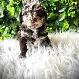 Simon - Chocolate and white male Havapoo puppy in from Pink Poodles and Doodles