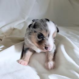 Blueberry - Blue merle male Miniature Australian Shepherd puppy in Scottsburg, Indiana from Aussie Gems