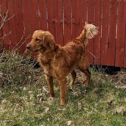 Golden Retriever All Grown Up from Cooper Oaks Goldens
