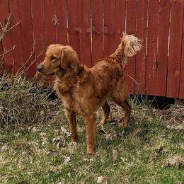 Golden Retriever All Grown Up from Cooper Oaks Goldens