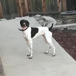 Viper - German Shorthaired Pointer