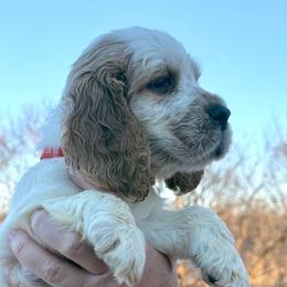 Lenard - Lemon and white male English Springer Spaniel puppy in Bay City, Wisconsin from Springer Hills Farm