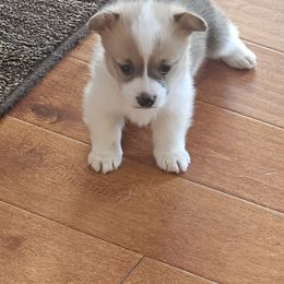Pembroke Welsh Corgi Puppies from Millerbaughs Country Corgis