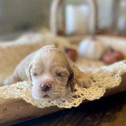 Kringle - Buff male Cocker Spaniel puppy in Buffalo, Missouri from Thrasher Family Puppies