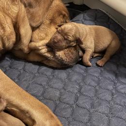 Labrador Retriever Puppies from Lake Crystal Farms Labradors