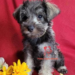 Maisie - Salt and pepper female Miniature Schnauzer puppy in Fairhope, Alabama from Puppy Sugars Kennels