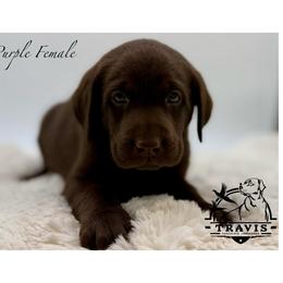 Purple - Chocolate female Labrador Retriever puppy in San Diego County, California from Travis’ Chocolate Labradors