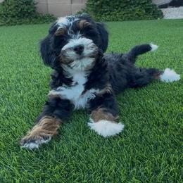 Girl 1 - Tri-color female Bernedoodle puppy in Phoenix, Arizona from Doodles of the Desert