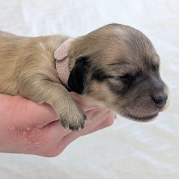 VESPA - Cream female Dachshund puppy in Moscow, Idaho from Bailiwick of Gurnsey