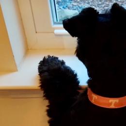 Miniature Schnauzers from Schnauzers of Blue Ridge