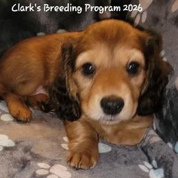 Sophie - Red female Dachshund puppy in Terlton, Oklahoma from CLARK'S BREEDING PROGRAM