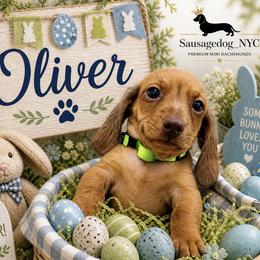 Oliver - Red male Dachshund puppy in New York, New York from Sausagedog-NYC