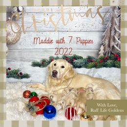 Golden Retriever Puppies from Ruff Life Goldens