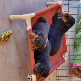 Rottweiler Puppies from Gottlïchen Rottweilers