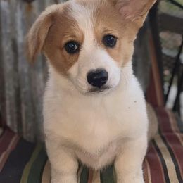 Pembroke Welsh Corgis from Byronwood Acres Farm