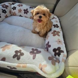 Neithan - Apricot male Maltipoo puppy in Washington from Mt.BakerPoodles&Doodles