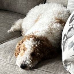 Maltipoos from Doodle Dog Crush