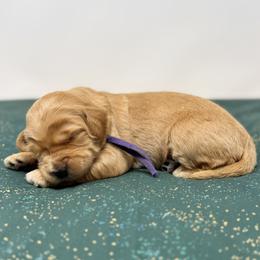 Shirley - Apricot female Australian Labradoodle puppy in Sacramento, California from Little Farmstead Labradoodles