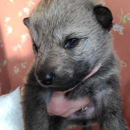 Girl 2 - Silver gray female Czechoslovakian Vlcak puppy in Boon, Michigan from Mikai's Pack