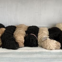 Poodle Puppies from RomLein Poodle