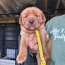 Yellow - Yellow female Labrador Retriever puppy in Newton Grove, North Carolina from Wayalife Labradors & Gsp’s