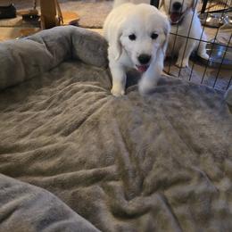 Girl 3 (red collar) Marsali - Light golden female Golden Retriever puppy in Elizabeth, Colorado from Blazing Star Goldens