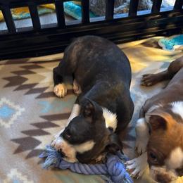 Gril 2 - Black brindle and white female Boston Terrier puppy in Mc Donough, Georgia from Ballard Boston Terriers