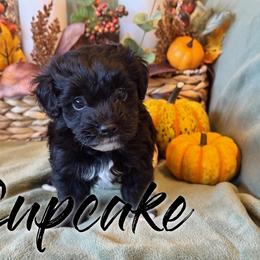 Cupcake - Black female Havapoo puppy in Marion, North Carolina from Puddles' Puppies