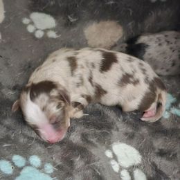 Red Merle Boy - Red merle male Toy Australian Shepherd puppy in Jacksonville, Florida from The Stanley's Little Aussies
